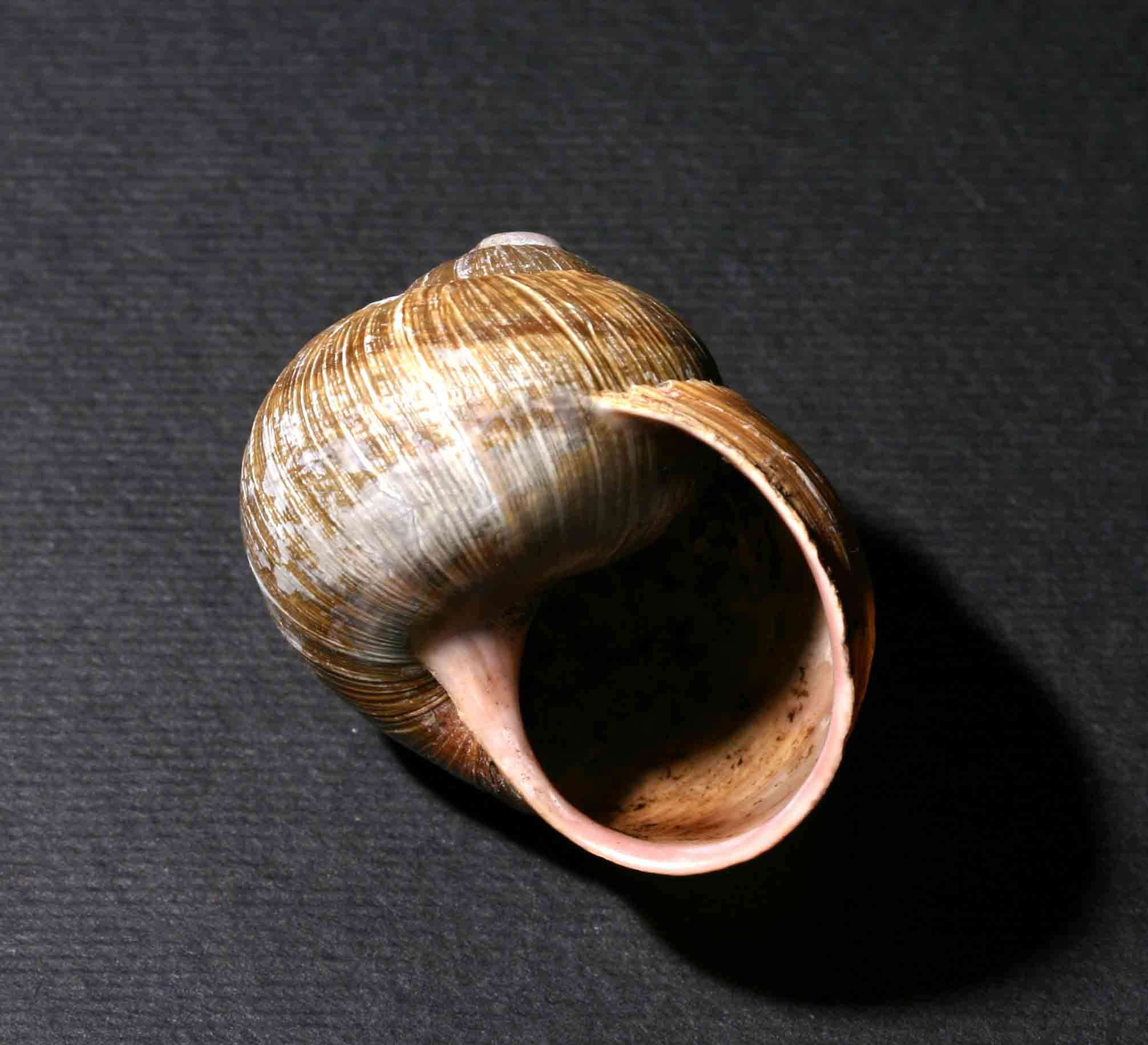 Helix (Helix) pomatia Linnaeus, 1758 - Dolomiti bellunesi